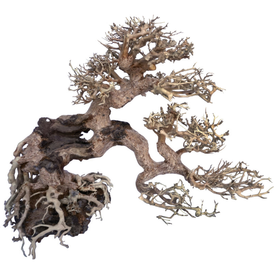 Amtra bonsai fa WOOD ORIENTAL WIND 7 M 25x10x20cm
