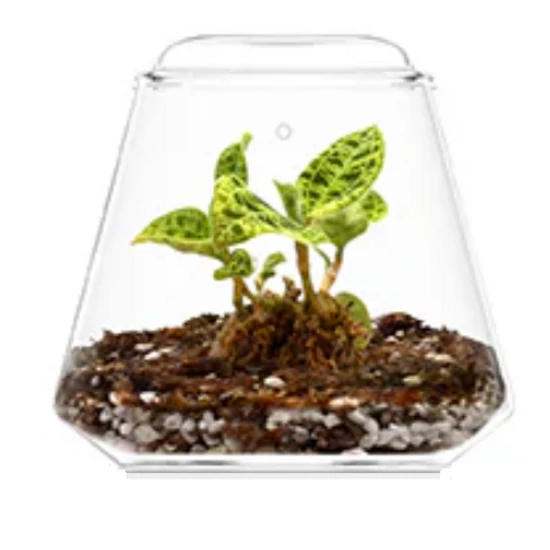 Bioloark Bubble Cup TWO
