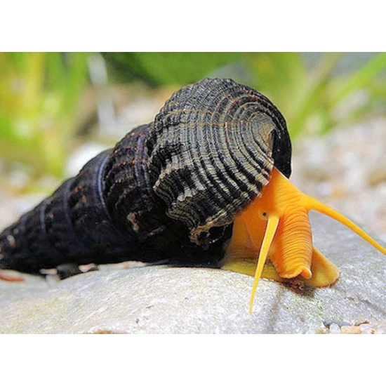 Sulawesi csiga (Nyúlcsiga, JarJar csiga) - Tylomelania sp.