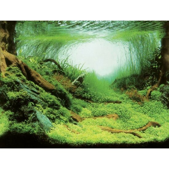 AquaNova akvárium háttér poszter (növény/óceán) 60x30