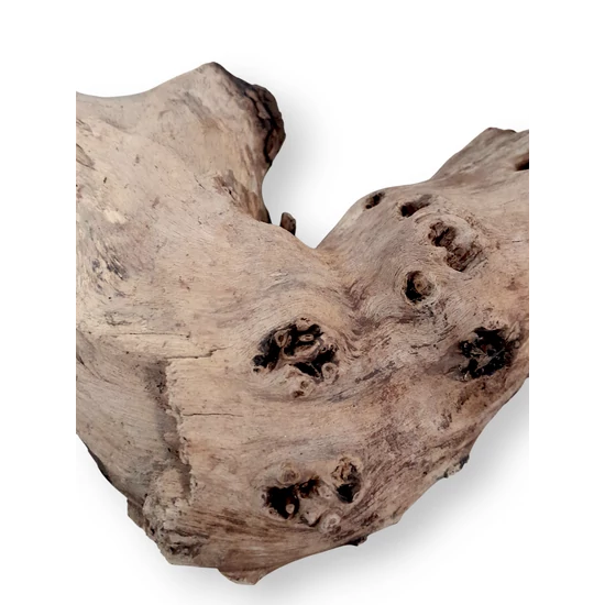 MOPANI M (~32-38cm) - Mopani gyökér / db