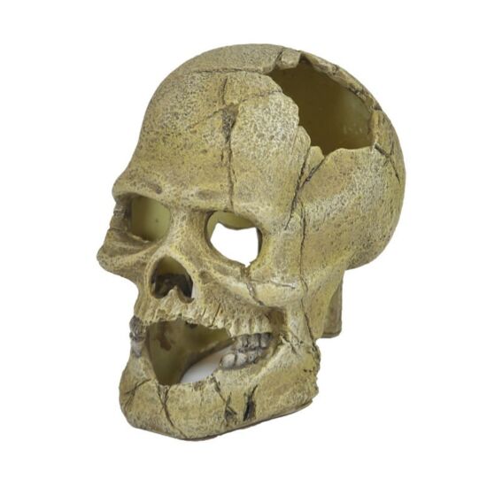 Happet emberi koponya U715