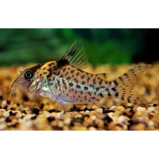 Aranytarkójú páncélosharcsa - Corydoras agassizi