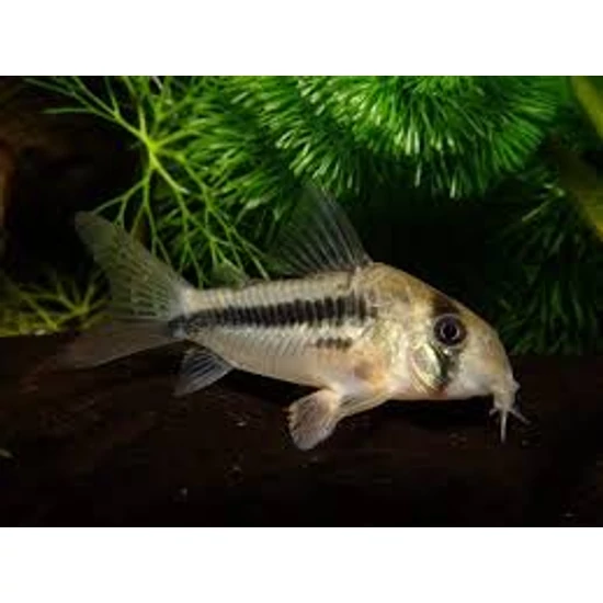 Rózsaszín páncélosharcsa - Corydoras axelrodi