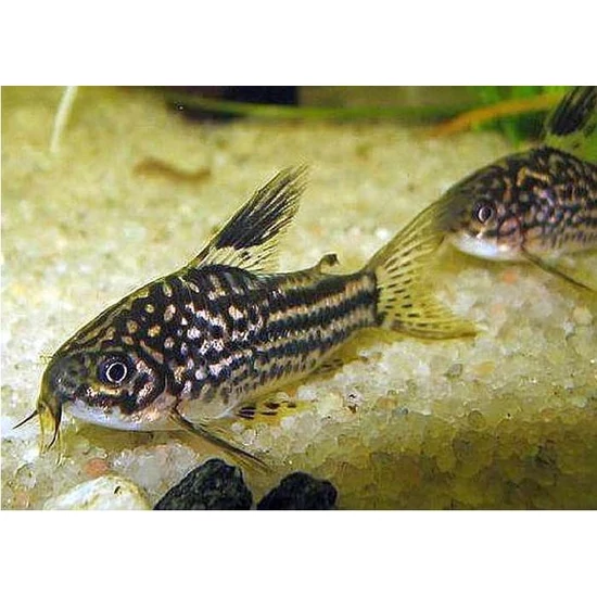 "Elegáns" páncélosharcsa - Corydoras elegans