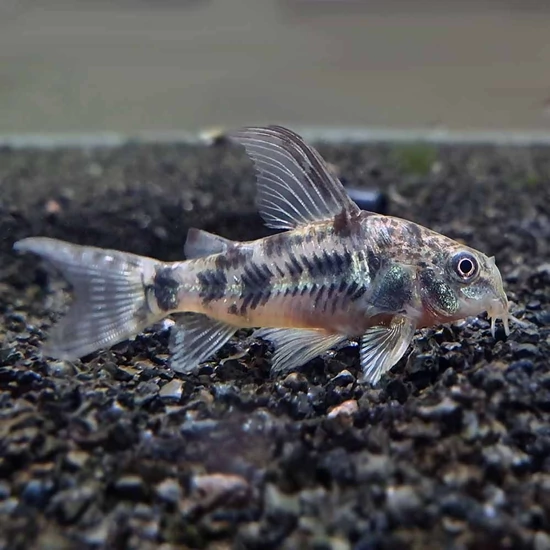 Foltos páncélosharcsa - Corydoras paleatus