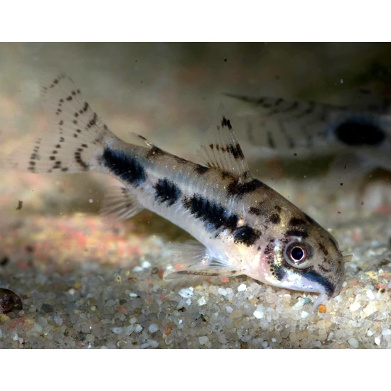 Foltos törpe páncélosharcsa - Corydoras habrosus