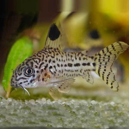 Gyászfoltos páncélosharcsa - Corydoras julii