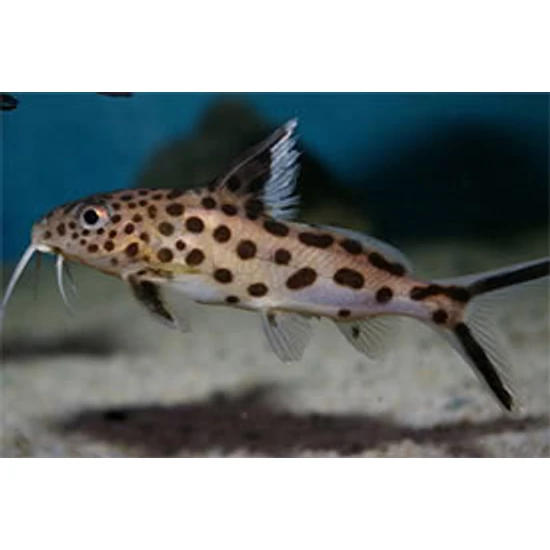 Kakukkharcsa - Synodontis multipunctatus