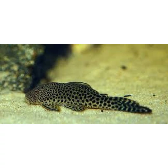 L187   papucs orrú / bulldog pleco - Chaestotoma formosae