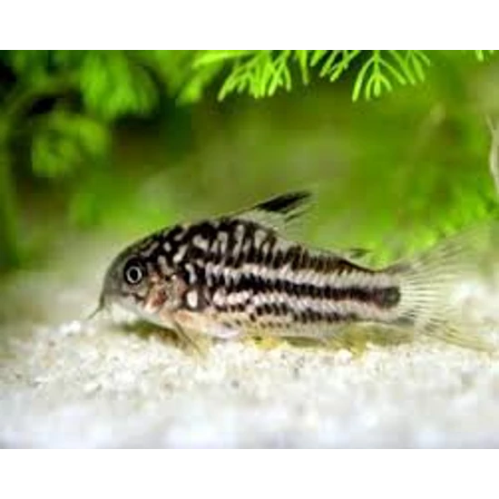 Rácsmintás páncélosharcsa - Corydoras nanus