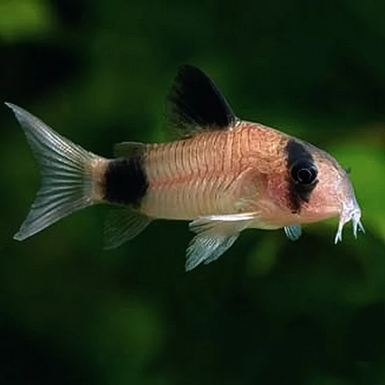 Panda páncélosharcsa - Corydoras panda