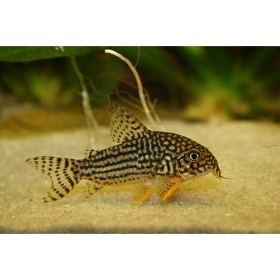 Narancsúszójú páncélosharcsa - Corydoras sterbai