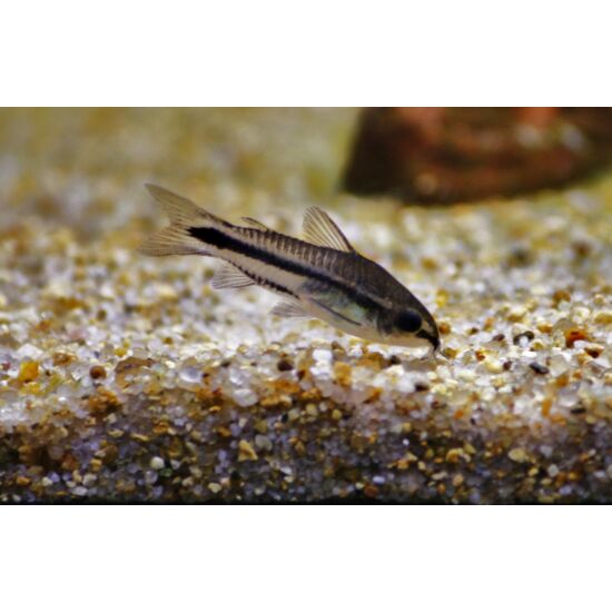 Törpe páncélosharcsa - Corydoras pygmaeus