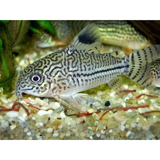 Háromsávos páncélosharcsa - Corydoras trilineatus