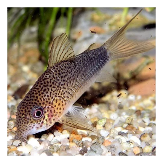 Violaszínű páncélosharcsa - Corydoras similis