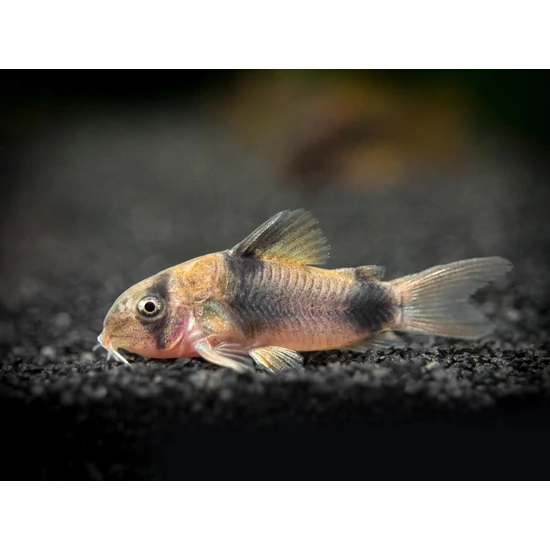 Weitzman páncélosharcsa - Corydoras weitzmani