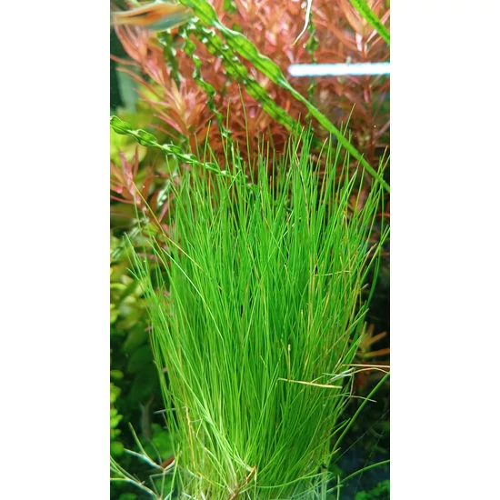 Eleocharis acicularis - kosaras
