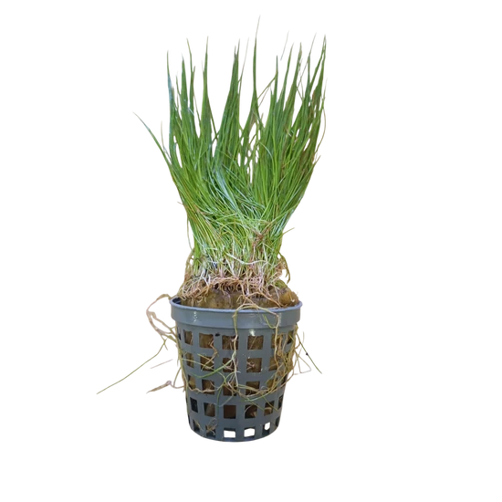 Eleocharis acicularis - kosaras