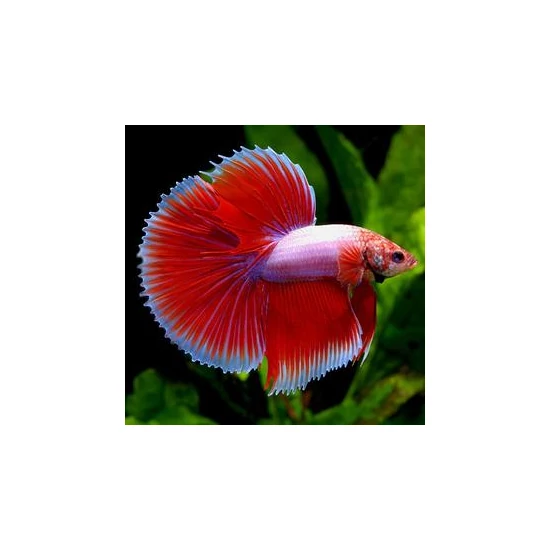 Félhold harcoshal - Betta splendens