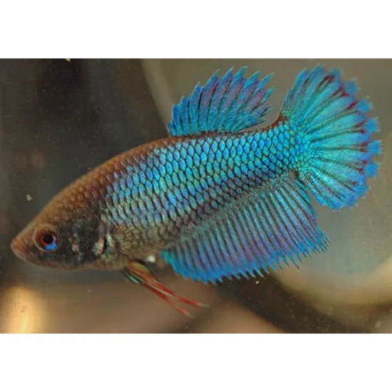 Nőstény sziámi harcoshal - Betta splendens