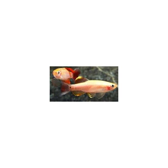 Arany kolibrihal - Tanichthys albonubes