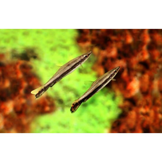 Egycsíkos ceruzahal - Nannostomus unifasciatus