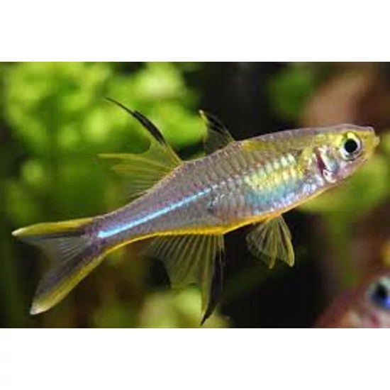 Celebeszi vitorláshal - Marosatherina ladigesi