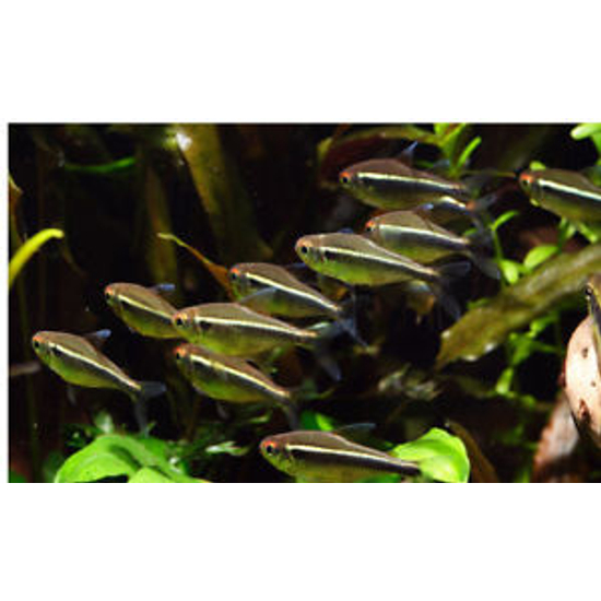 Fekete neonhal - Hyphessobrycon herbertaxelrodi