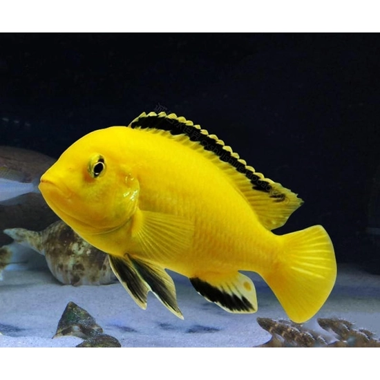 Aranysügér "Yellow" - Labidochromis caeruleus