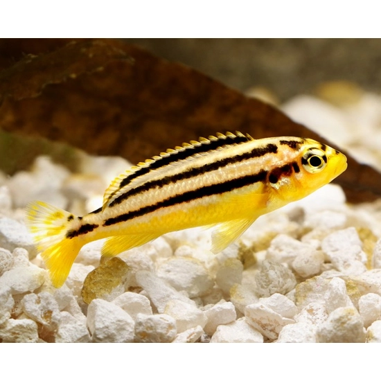 Türkiz aranysügér - Melanochromis Auratus