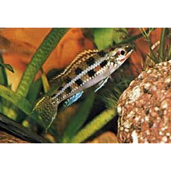 Kockás törpesügér - Julidochromis marlier