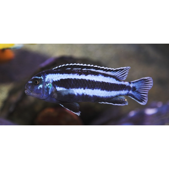 Maingano kéksügér - Melanochromis cyaneorhabdos