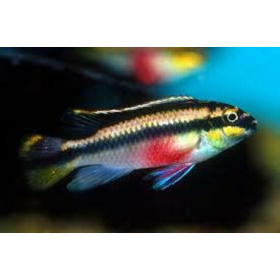 Meggyhasú sügér - Pelvicachromis pulcher