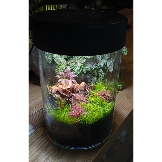 Aqua Art VivoVerde Micro terrarium, beépített világítással