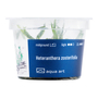 Kép 2/3 - Heteranthera zosterifolia - steril, zselés
