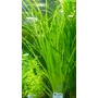 Kép 2/2 - Cyperus helferi