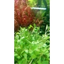 Kép 2/2 - Glossostigma elatinoides kosaras
