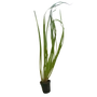 Kép 1/2 - Cyperus helferi