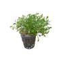Kép 1/2 - Glossostigma elatinoides kosaras