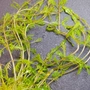 Kép 4/4 - Myriophyllum brasiliensis - kosaras