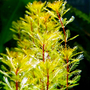 Kép 2/4 - Myriophyllum brasiliensis - kosaras