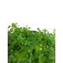 Kép 3/3 - Michrantheum sp. monte carlo kosaras