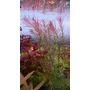 Kép 2/2 - Rotala wallichi kosaras