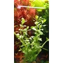 Kép 2/2 - Bacopa monnieri - kosaras