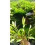 Kép 2/3 - Cryptocoryne Lutea