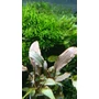 Kép 2/3 - Cryptocoryne undulatus red kosaras