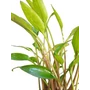 Kép 3/3 - Cryptocoryne Lutea