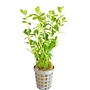 Kép 1/2 - Bacopa monnieri - kosaras