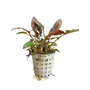 Kép 1/3 - Cryptocoryne undulatus red kosaras
